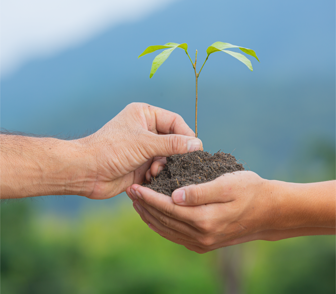 Hands planting a young seedling